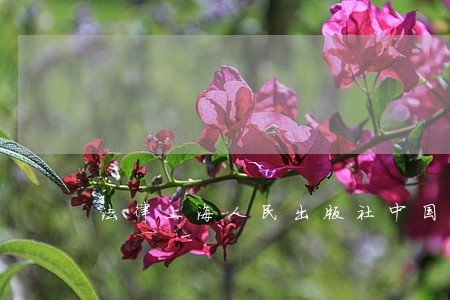 法律上海人民出版社中国林业出版社 法律上海人民出版社中国林业出版社