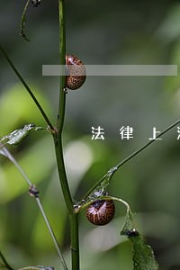 法律上海古籍中国海洋大学出版社 法律上海古籍中国海洋大学出版社