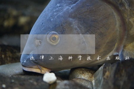 法律上海科学技术出版社中国方正出版社 法律上海科学技术出版社中国方正出版社