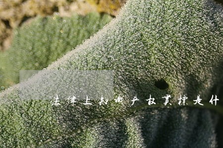 法律上知识产权贯标是什么意思 法律上知识产权贯标是什么意思