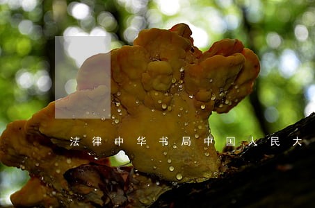 法律中华书局中国人民大学出版社 法律中华书局中国人民大学出版社