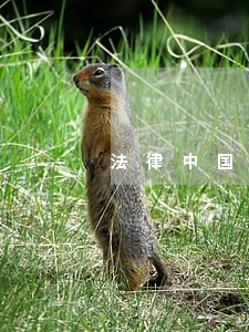 法律中国三峡出版社线装 法律中国三峡出版社线装