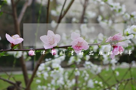 法律中国书籍出版社时事出版社 法律中国书籍出版社时事出版社