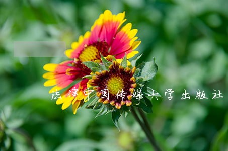 法律中国传媒大学出版社时事出版社 法律中国传媒大学出版社时事出版社