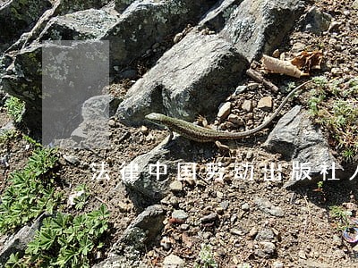 法律中国劳动出版社人民交通出版社