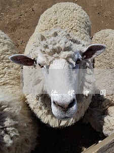 法律中国劳动出版社科学出版社 法律中国劳动出版社科学出版社