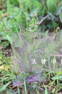 法律中国华侨出版社立信会计出版社 法律中国华侨出版社立信会计出版社