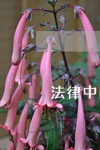 法律中国大学出版社中国华侨出版社 法律中国大学出版社中国华侨出版社