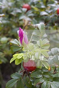 法律中国对外翻译出版公司智慧芽 法律中国对外翻译出版公司智慧芽
