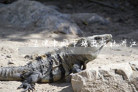 法律中国市场出版社浙江人民出版社 法律中国市场出版社浙江人民出版社