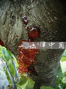 法律中国摄影出版社上海书画出版社 法律中国摄影出版社上海书画出版社