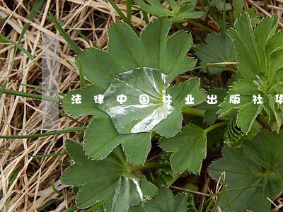 法律中国林业出版社华龄出版社 法律中国林业出版社华龄出版社