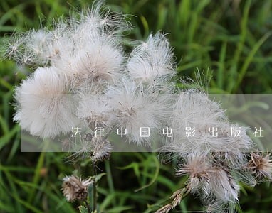 法律中国电影出版社当代世界出版社 法律中国电影出版社当代世界出版社