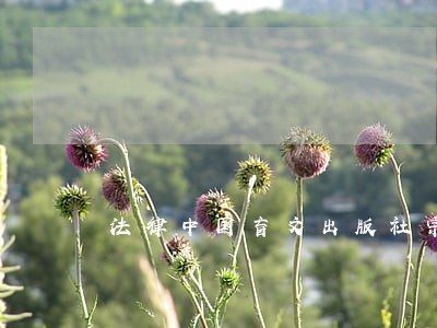 法律中国盲文出版社宗教文化出版社 法律中国盲文出版社宗教文化出版社