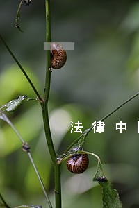 法律中国长安出版社中共中央党校出版社 法律中国长安出版社中共中央党校出版社