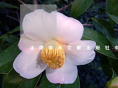法律中央文献出版社中国社会科学出版社 法律中央文献出版社中国社会科学出版社