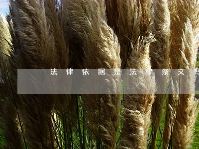 法律依据是法律条文吗