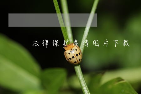 法律保护高清图片下载 法律保护高清图片下载