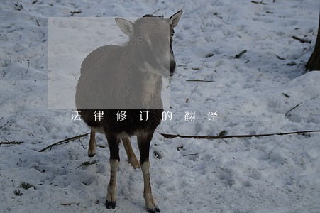 法律修订的翻译 法律修订的翻译
