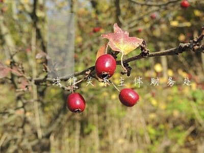 法律关系主体财务处 法律关系主体财务处
