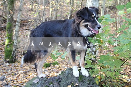 法律关系复杂民行案件 法律关系复杂民行案件