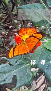 法律关系竞合的选择