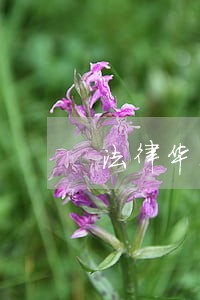 法律华东理工大学出版社中国石化出版社 法律华东理工大学出版社中国石化出版社