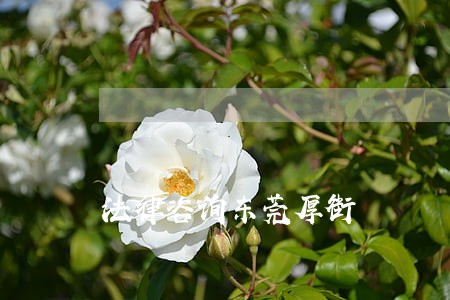 法律咨询东莞厚街
