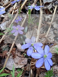 法律咨询中心哪家强 法律咨询中心哪家强