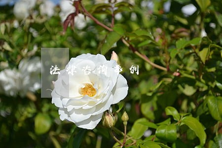 法律咨询举例 法律咨询举例