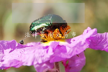 法律咨询义乌市 法律咨询义乌市