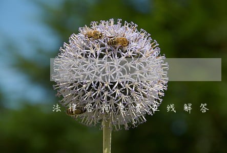法律咨询免费在线解答 法律咨询免费在线解答