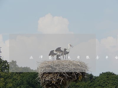法律咨询免费服务平台 法律咨询免费服务平台