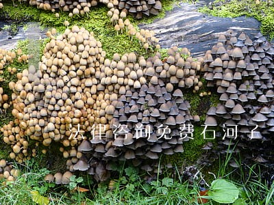 法律咨询免费石河子 法律咨询免费石河子