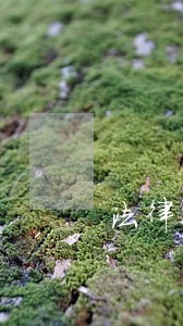 法律咨询公司人员结构表 法律咨询公司人员结构表