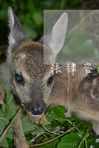 法律咨询公司年会主持词 法律咨询公司年会主持词