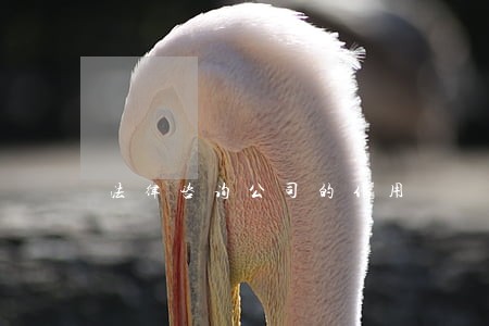法律咨询公司的作用 法律咨询公司的作用