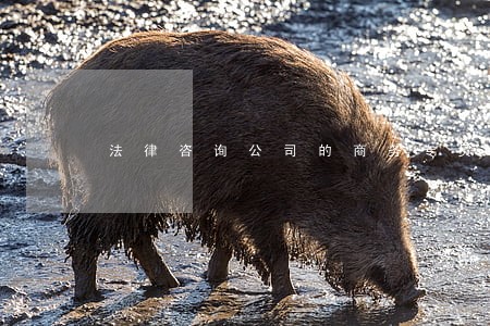 法律咨询公司的商务专员 法律咨询公司的商务专员