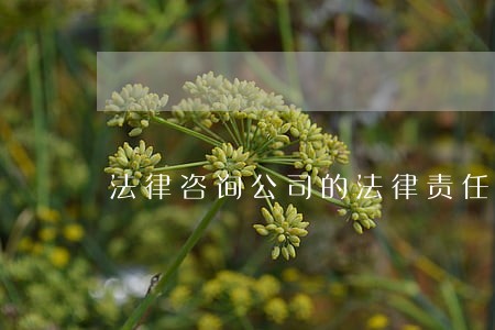 法律咨询公司的法律责任 法律咨询公司的法律责任