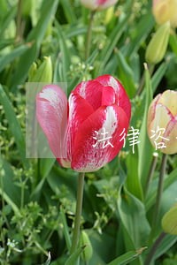 法律咨询公司运营技巧 法律咨询公司运营技巧