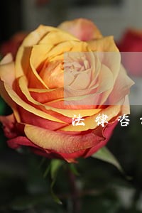 法律咨询列表 法律咨询列表