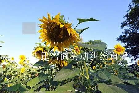 法律咨询劳动纠纷直播 法律咨询劳动纠纷直播
