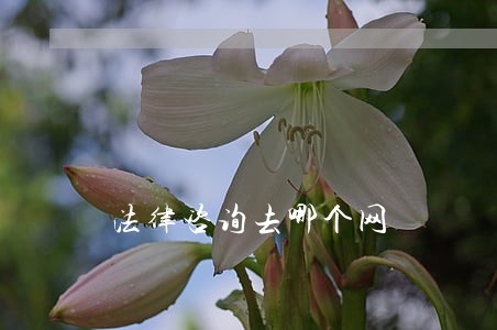 法律咨询去哪个网 法律咨询去哪个网