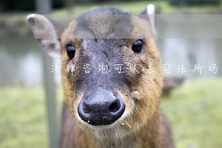 法律咨询可以去司法所吗