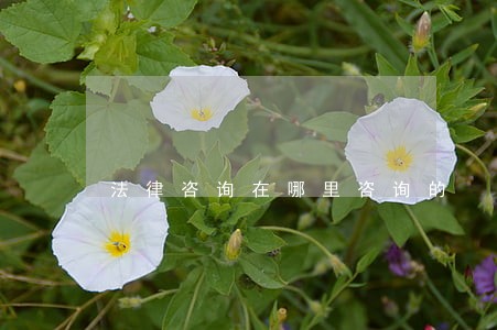 法律咨询在哪里咨询的 法律咨询在哪里咨询的
