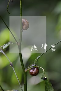 法律咨询在线客服 法律咨询在线客服