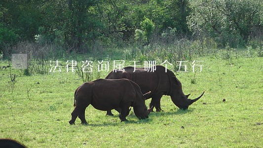 法律咨询属于哪个五行 法律咨询属于哪个五行