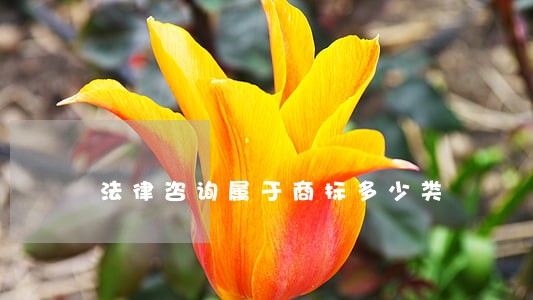法律咨询属于商标多少类 法律咨询属于商标多少类