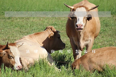 法律咨询岗位怎么样 法律咨询岗位怎么样