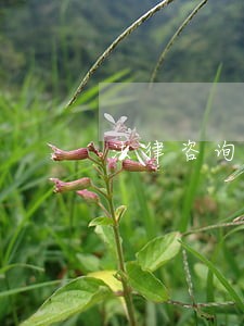 法律咨询年卡 法律咨询年卡